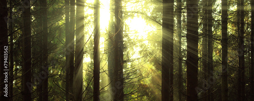 Sonne im Wald #79403562