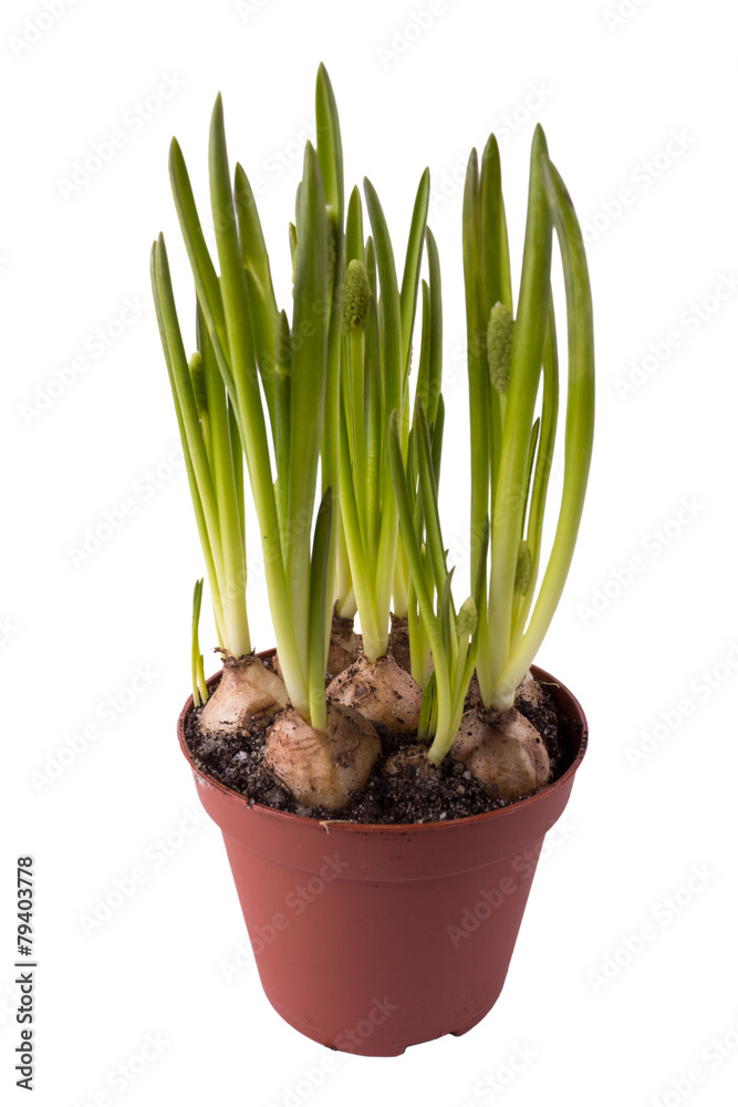 muscari botryoides in a small pot muscari botryoides in a small pot