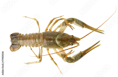 river lobster isolated on the white background