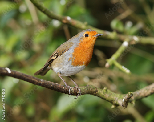 Portrait of a Robin