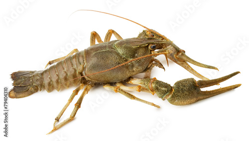 river lobster isolated on the white background