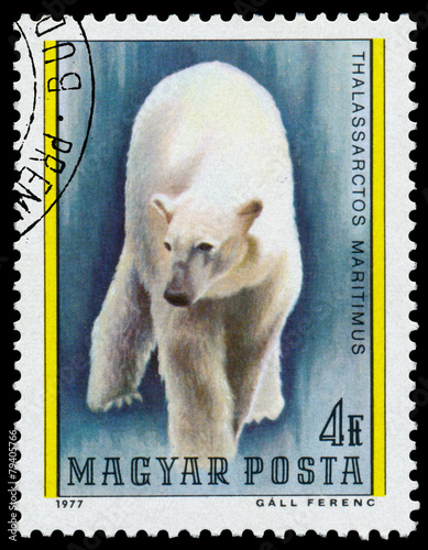 Fototapeta Naklejka Na Ścianę i Meble -  Stamp printed in Hungary shows Polar bear