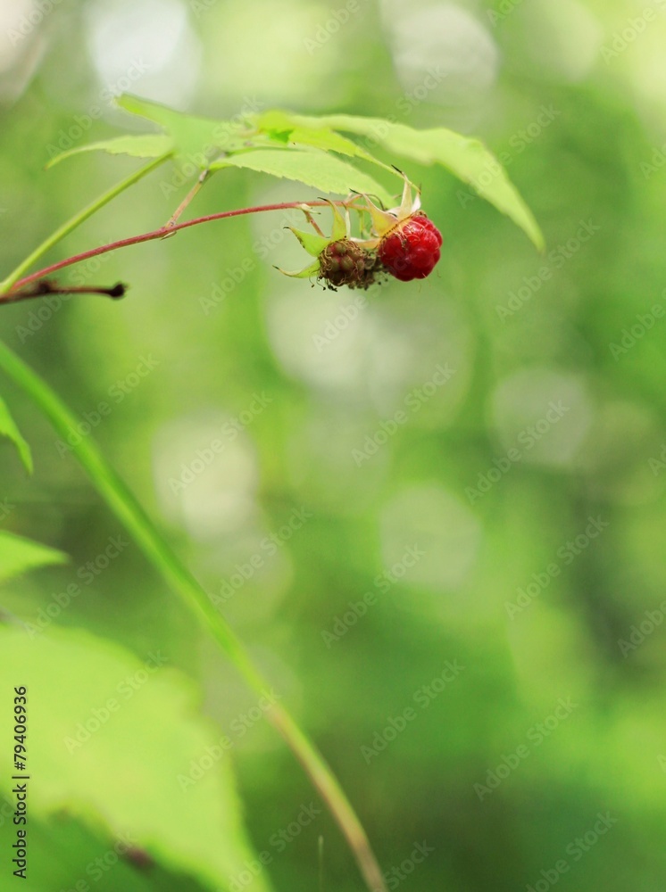 Wild raspberry bush in forest Wild raspberry bush in forest