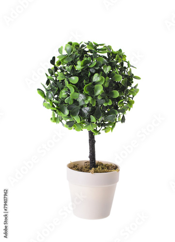 Decorative Plant in the Pot Isolated