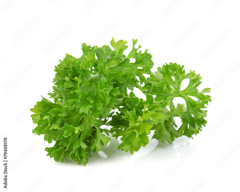 green leaves of parsley isolated on white background green leaves of parsley isolated on white background