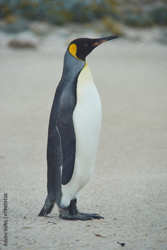Fototapeta premium King Penguin (Aptenodytes patagonicus)