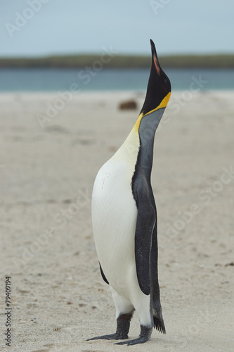 King Penguin  Aptenodytes patagonicus  Calling