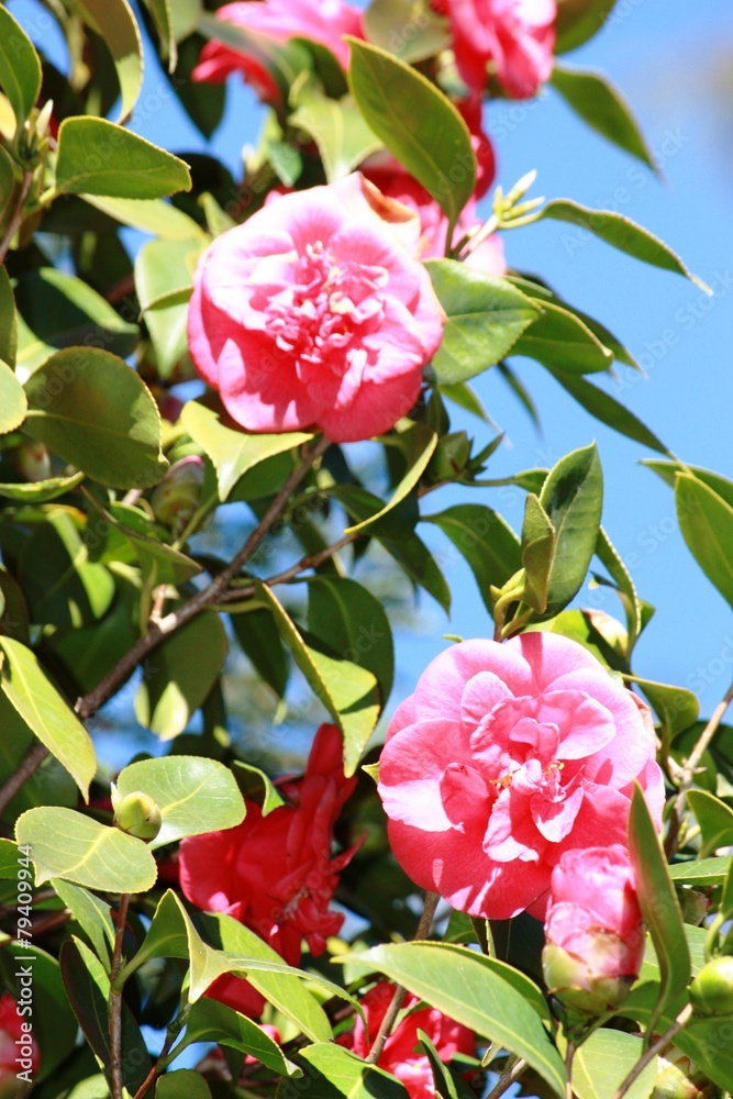 Frühlingszeit - Camelienblüte rosa - Camelie - Kamelie Frühlingszeit - Camelienblüte rosa - Camelie - Kamelie