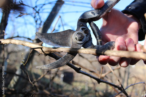 Pruning branches of grapes in the spring garden.
