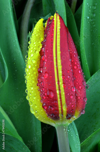 oryginalny pasiasty tulipan