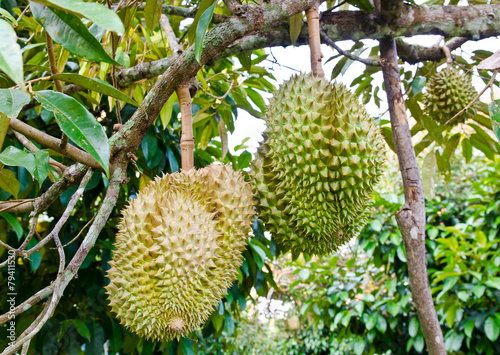 Fresh durians on the tree