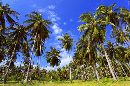 Palm tree with sunny day. Tropical jungle. Thailand. Koh Samui.