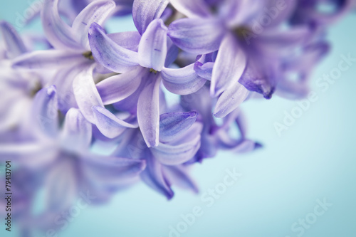 hyacinth macro photo