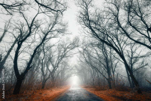 Fototapeta Naklejka Na Ścianę i Meble -  Mysterious autumn forest in fog