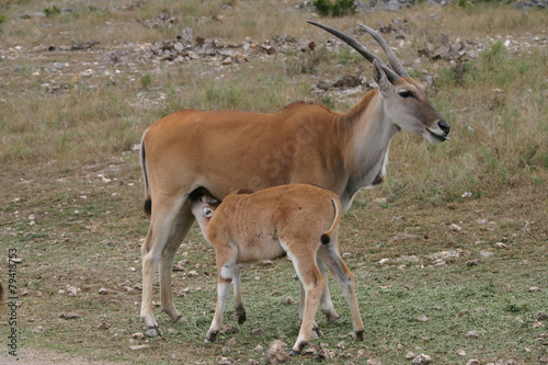 Kudu Baby Nursing on Mom