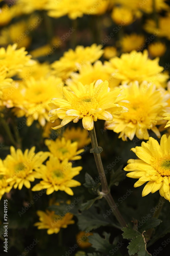 Chrysanthemum flower blooming in the garden Chrysanthemum flower blooming in the garden