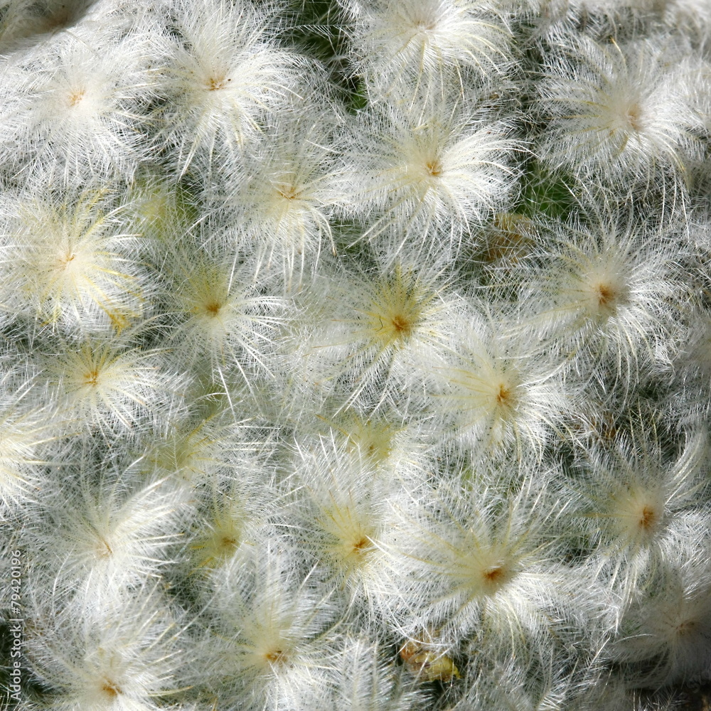 close up cactus with pink flower close up cactus with pink flower