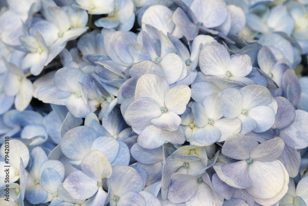 close up flower shop in market