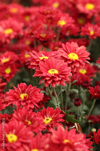 beautiful Chrysanthemum flower blooming