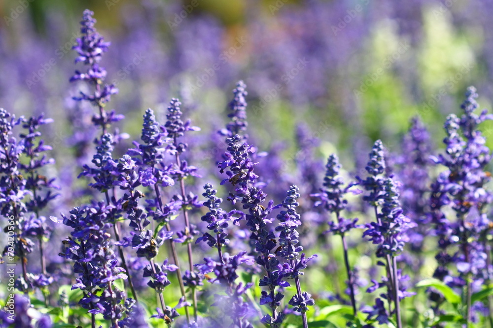 Naklejka premium close up lavender flower in field
