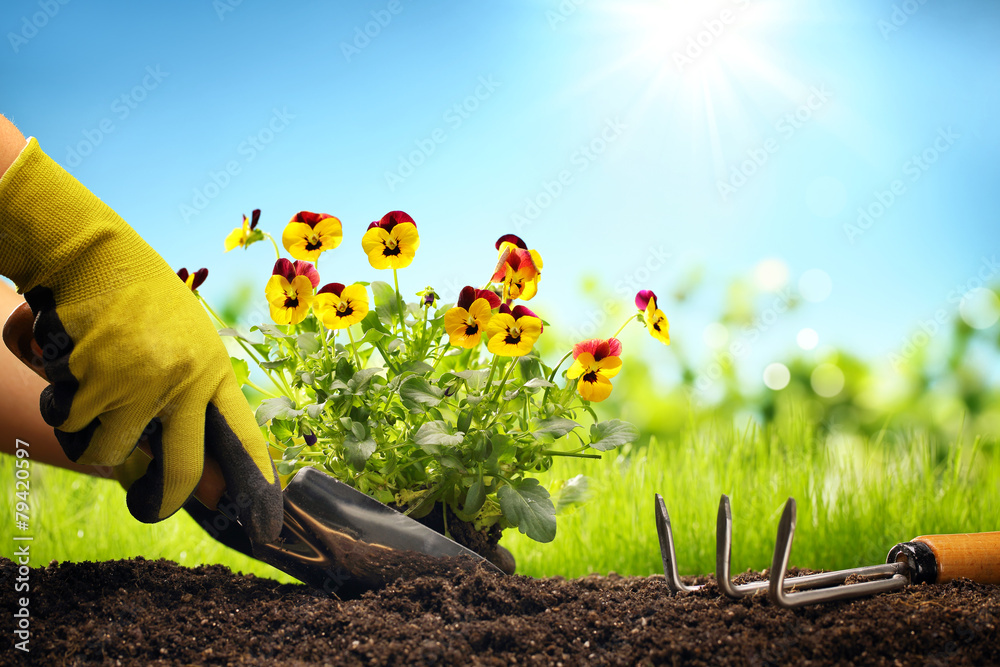 Planting Flowers in a garden - obrazy, fototapety, plakaty 