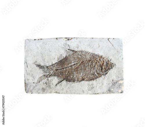 close up fish fossil in stone