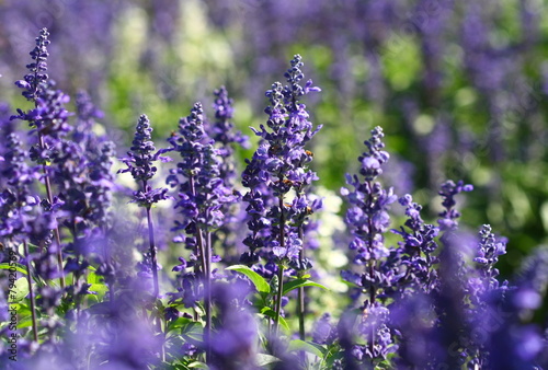 close up lavender flower in field