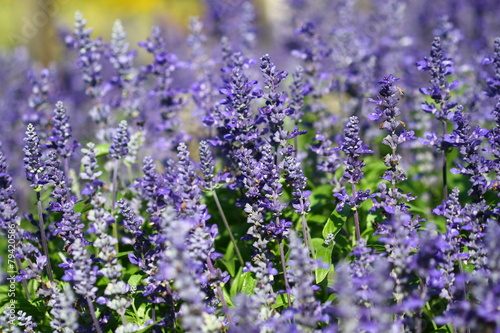 close up lavender flower in field