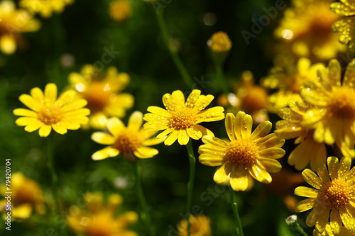 close up yellow flower field