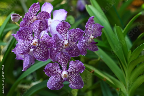 Принти на полотні close up orchid in garden, colorful flower