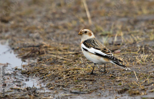 Snow bunting on the ground photo