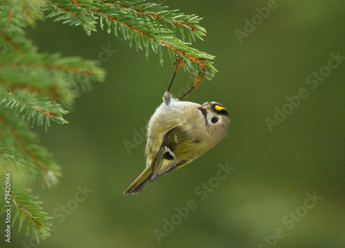Goldcrest hanging on the branch of spruce