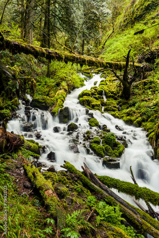 Fototapeta premium Cascade waterfalls in Oregon forest hike trail