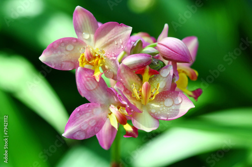 close up orchid in garden  colorful flower