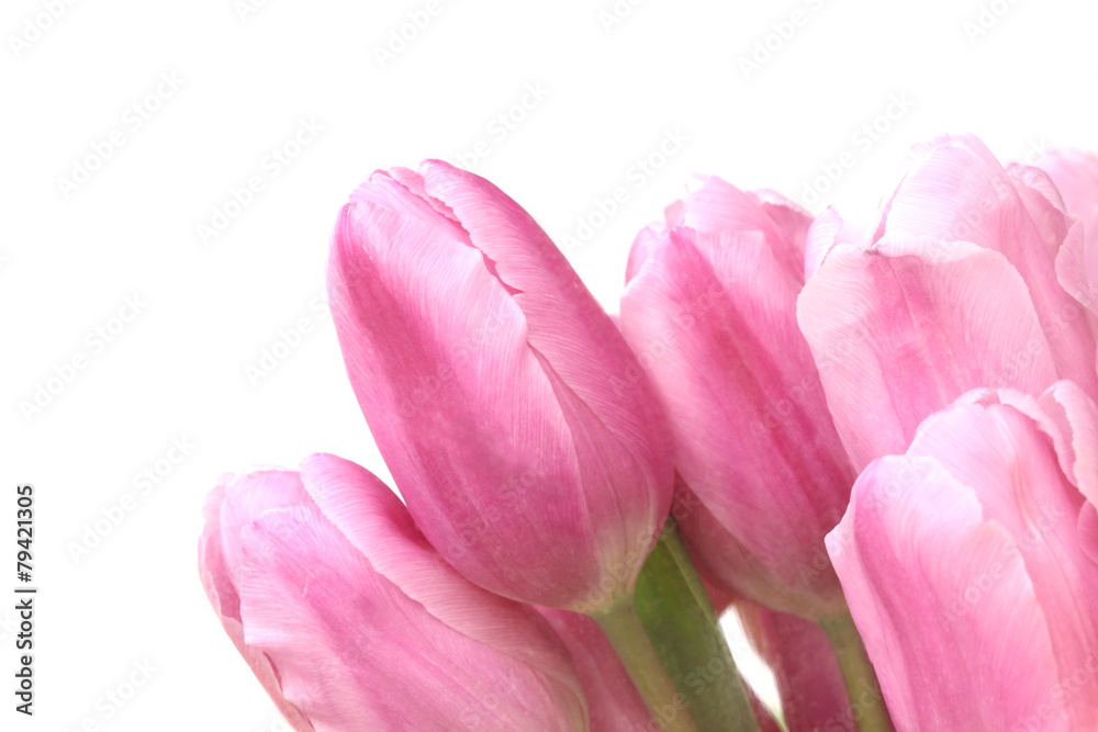 close up colorful tulips in garden close up colorful tulips in garden