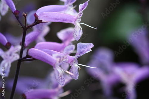 close up macro purple grass flower