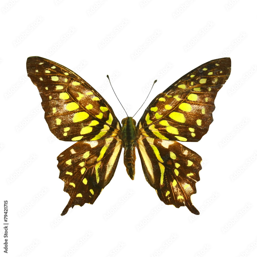 Fototapeta premium colorful butterfly isolated on white