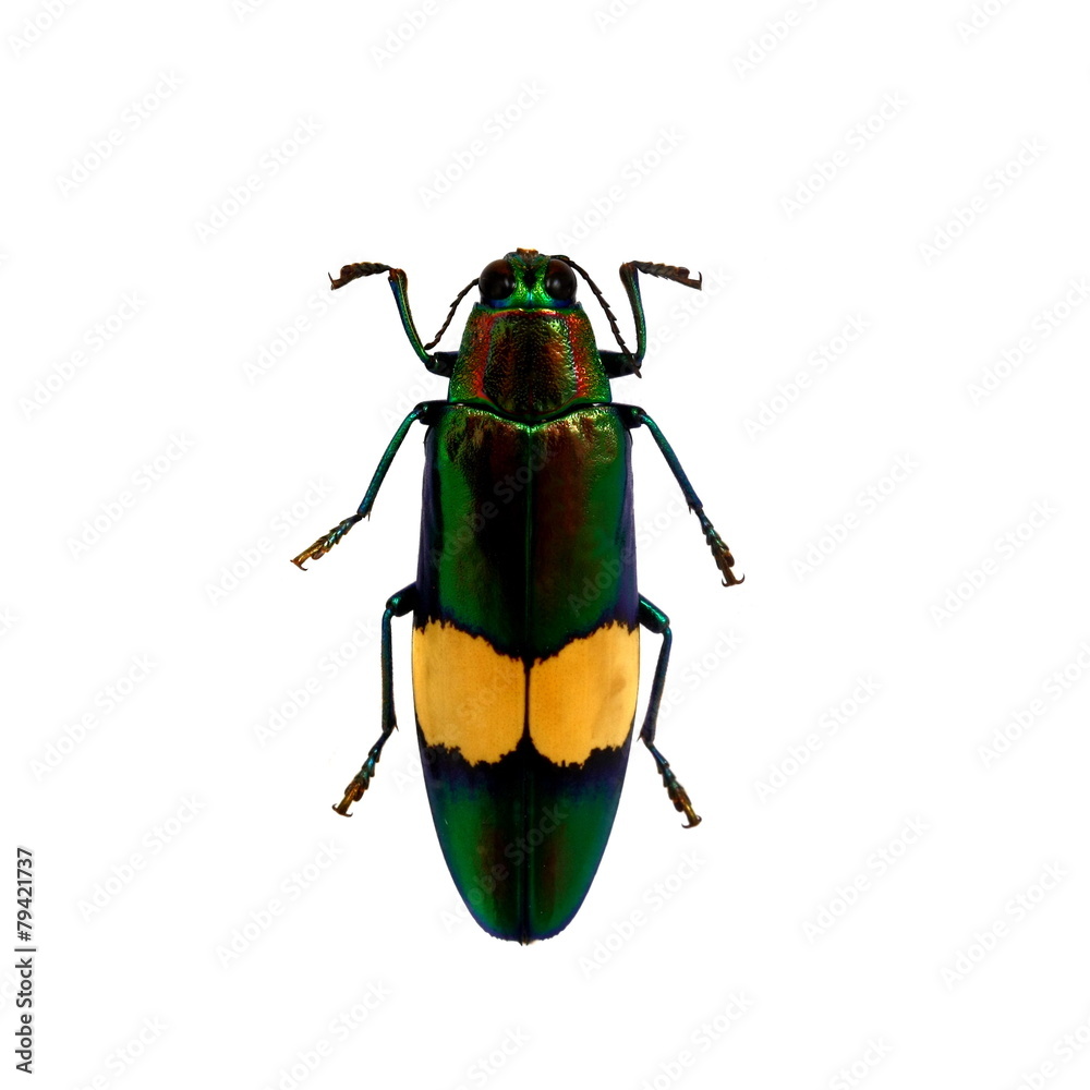 Fototapeta premium beetle isolated on white background