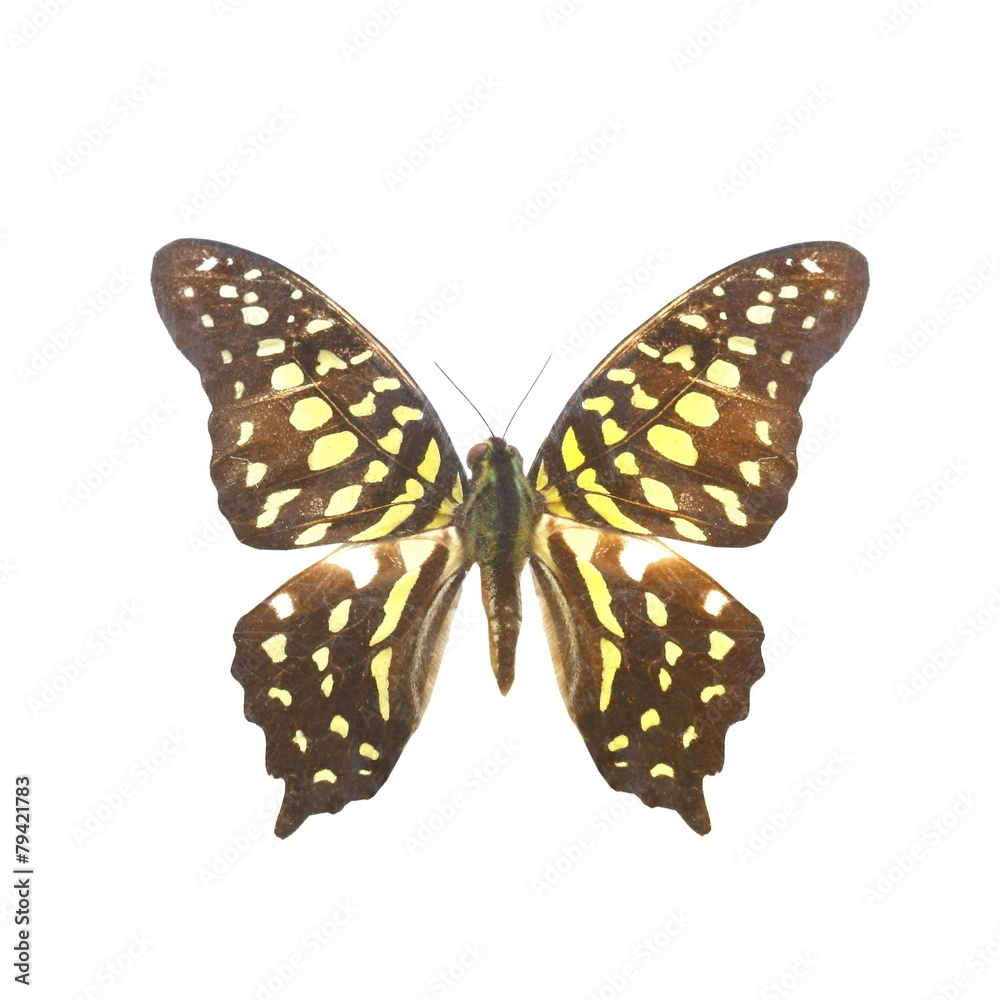 colorful butterfly isolated on white colorful butterfly isolated on white