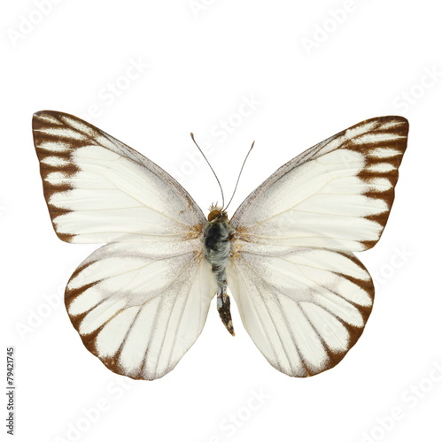 colorful butterfly isolated on white