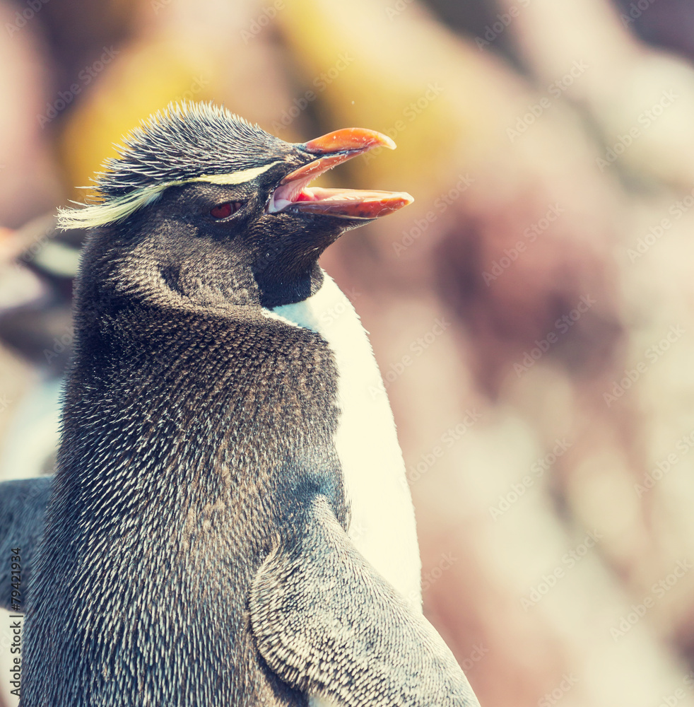 Naklejka premium Rockhopper