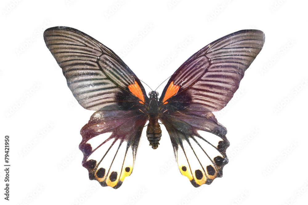 Fototapeta premium colorful butterfly isolated on white