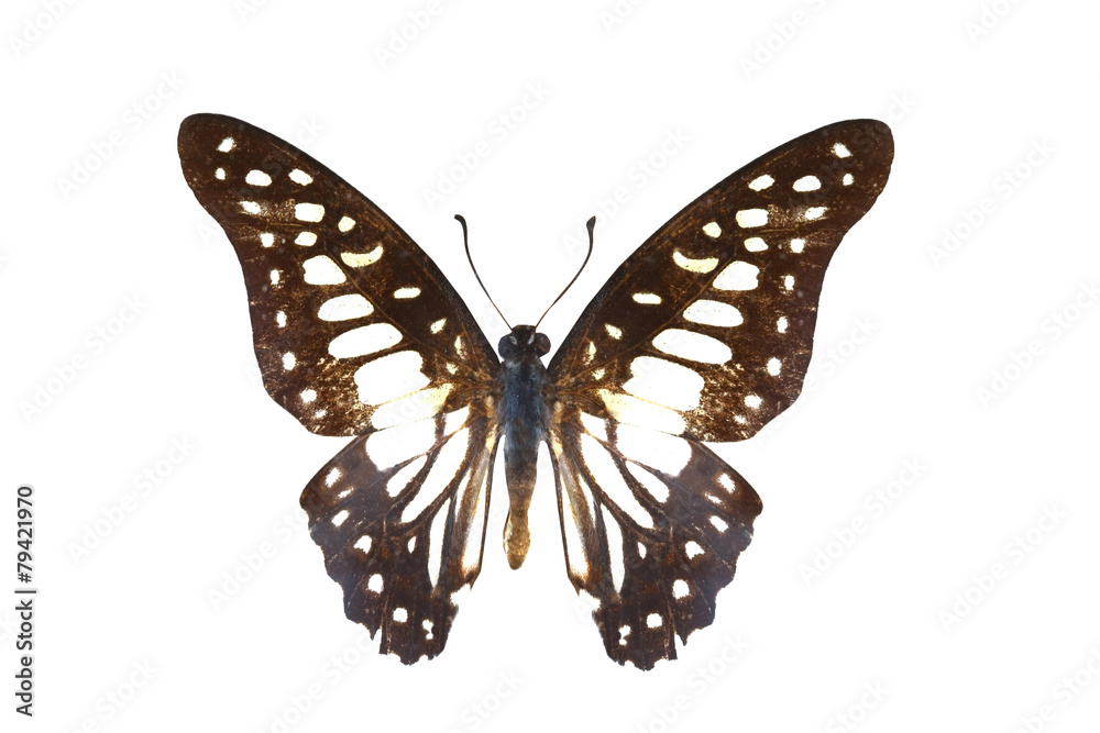 Fototapeta premium colorful butterfly isolated on white