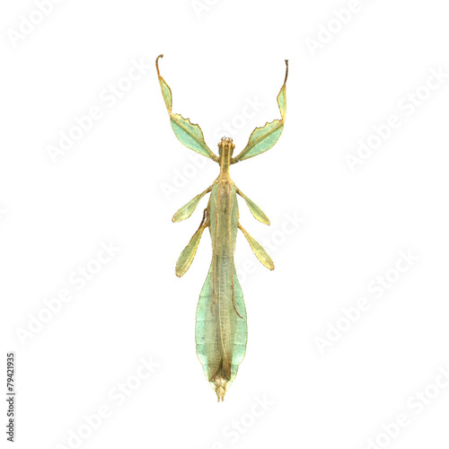 big grasshopper isolated on white background