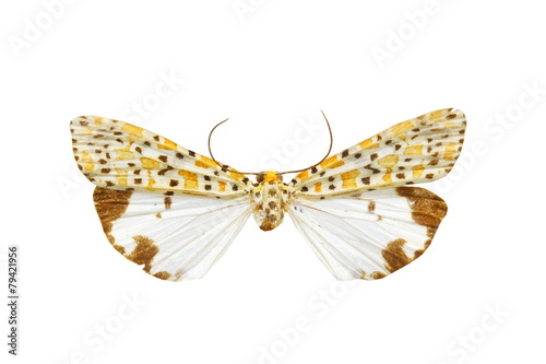 colorful butterfly isolated on white photo