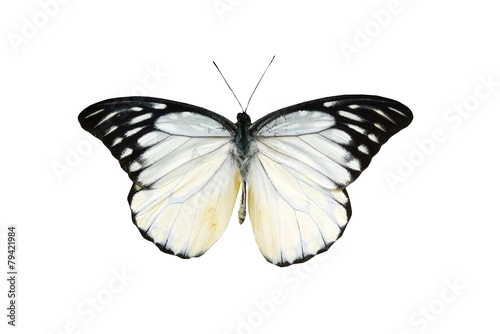 colorful butterfly isolated on white