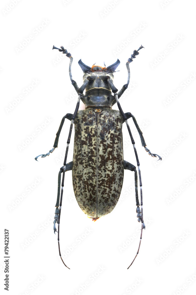 beetle isolated on white background beetle isolated on white background
