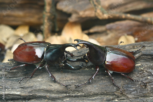 beetle isolated on white background photo