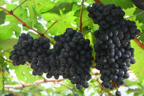 black grape in garden, wine grape