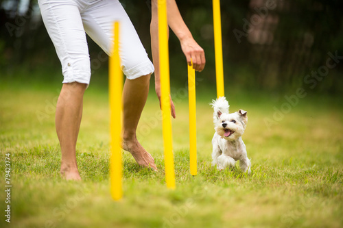 Fototapeta Naklejka Na Ścianę i Meble -  Cute little dog doing agility drill - running slalom